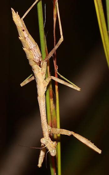 Mantis Nymph Stagmomantis Carolina Bugguidenet