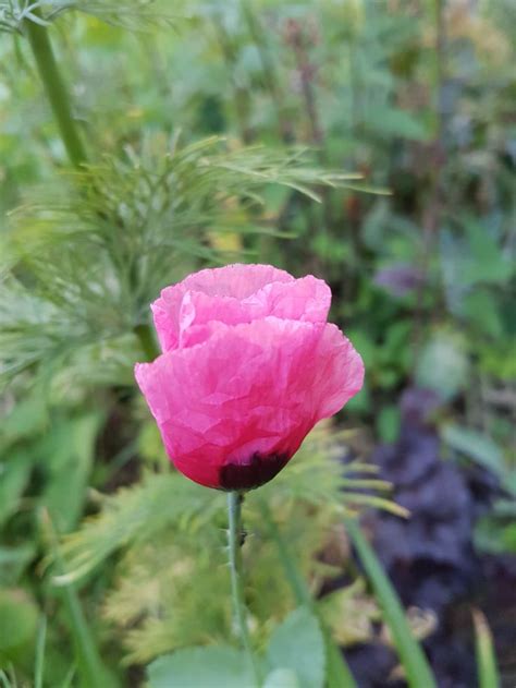 Beautiful Gardens Poppies Rose Plants Flowers Gardens Pink Poppy