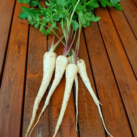 Pasternak – 0,5 kg – Produkty z Farmy