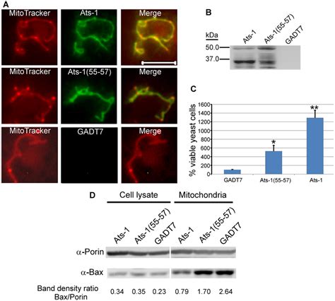 Ats Inhibits Bax Induced Apoptosis In Yeast A Mitochondrial