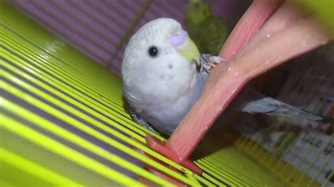 baby budgie. little budgie baby. lovely budgies bird – HousePetsCare.com