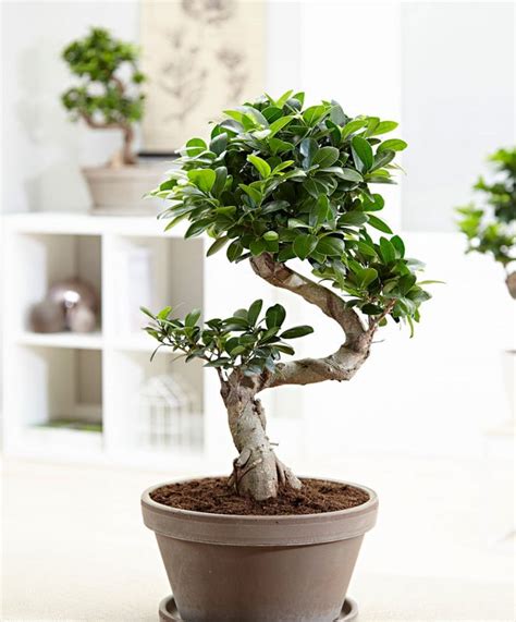 15pcs Seeds Ficus Bonsai Tree – GreenSeedGarden