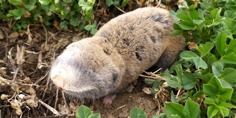 Lesser Blind Molerat from Sipoteni, Moldova on April 7, 2022 at 12:21 ...