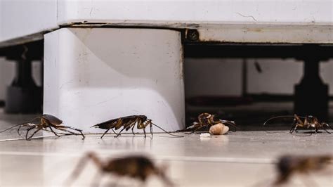 The Best Way To Safely Clean Up After Finding Roach Droppings In Your Home