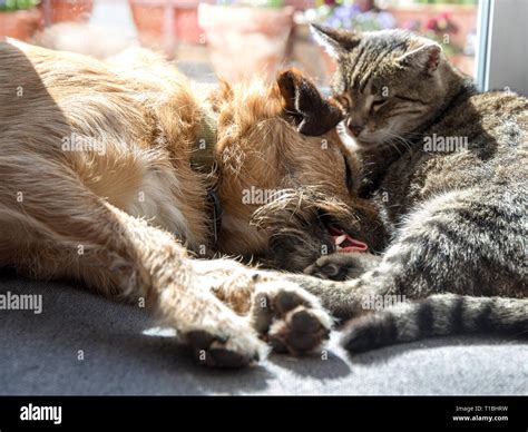 Cat with dog sleeping Stock Photo - Alamy