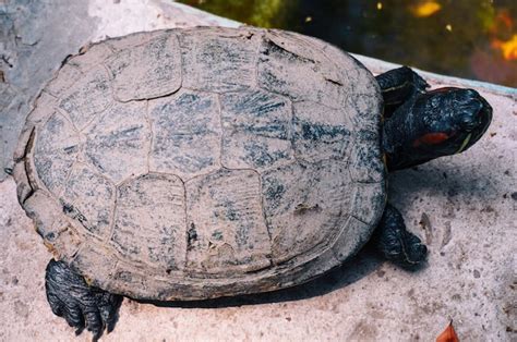 Tortuga caminando lentamente fuera del agua en un parque en un día