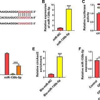 Mir B P Was Sponged By Circasxl A The Binding Sites Between