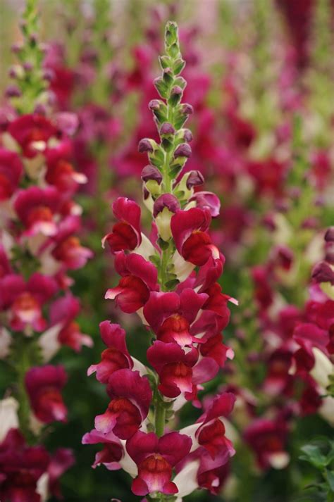 Antirrhinum Majus Red Delilah Snapdragon Garden Center Marketing