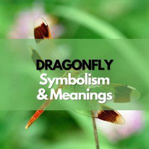 Dragonfly: Symbolism, Meanings, and History - Symbol Genie