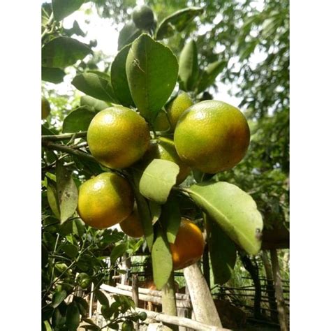 Jual Bibit Tanaman Buah Jeruk Kasturi Siap Berbuah Bibitbuahjerul