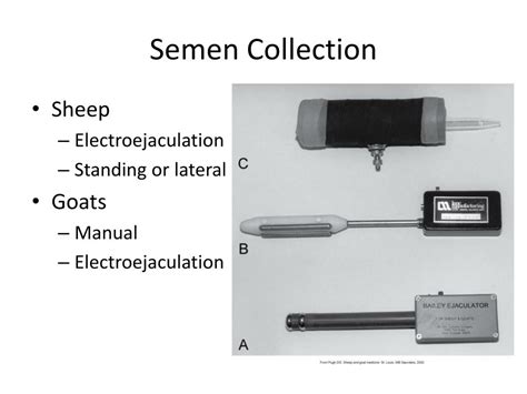 Ppt Goat And Sheep Restraint And Clinical Procedures Powerpoint