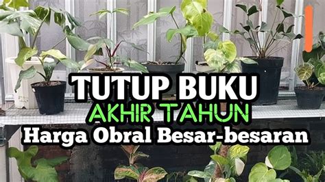 TUTUP BUKU AKHIR TAHUN OBRAL MULAI 100 RIBU DAPAT 4 Anthurium