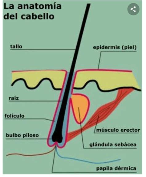 Mapa Mental Respecto A La Estructura Del Cabelo Brainly Lat