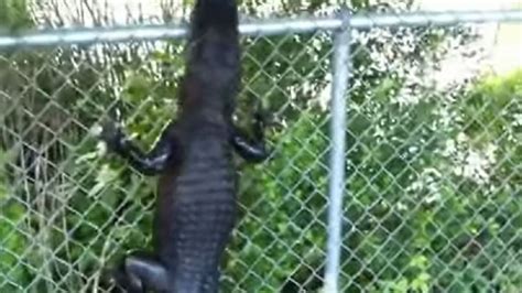 Ninja alligator climbs fence in Everglades