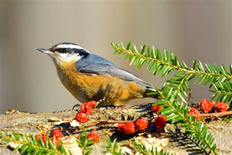 47 Common Backyard Birds North America