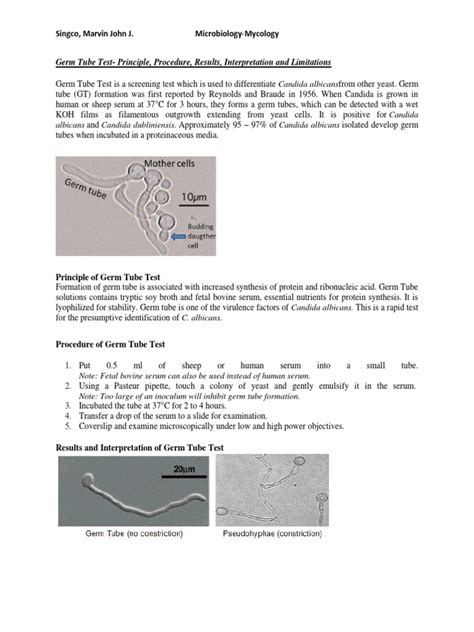 Germ Tube Test Yeast Microorganism