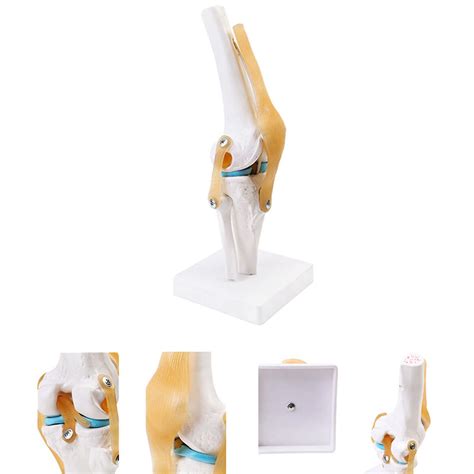 Knee Joint Model Flexible Knee Model With Ligaments Stand Life Size