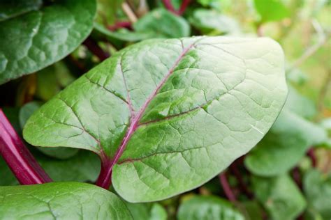 All You Need To Know About Malabar Spinach Texasrealfood