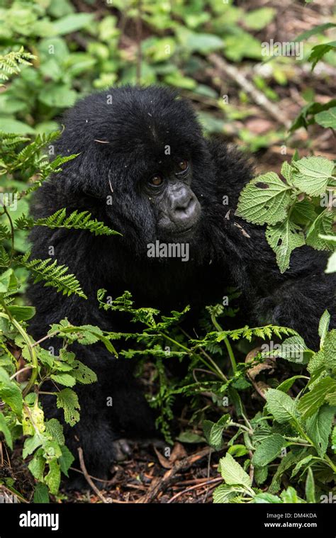 Baby Mountain Gorilla Beringei Beringei Volcanoes National Park Rwanda