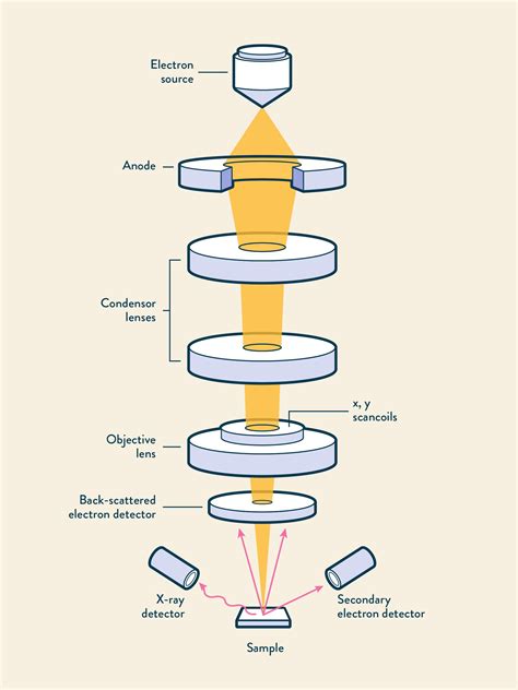 SEM vs TEM | Technology Networks | Scanning electron microscope ...