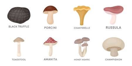 Poisonous And Edible Mushroom Icons In Set Collection For Design