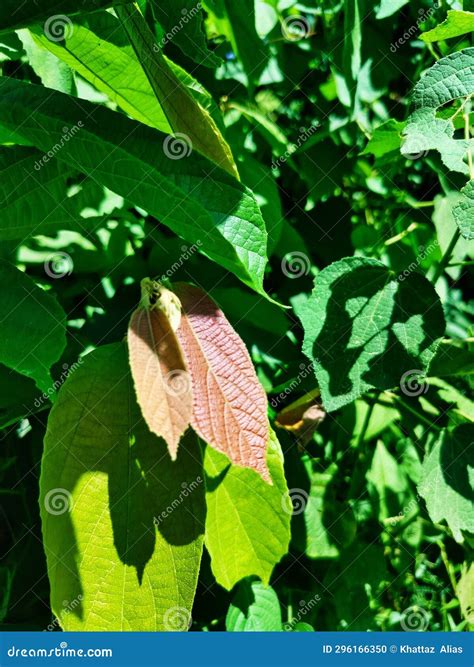 Aesthetic Photos Of Green Leaves Arranged With Red Leaves Stock Photo