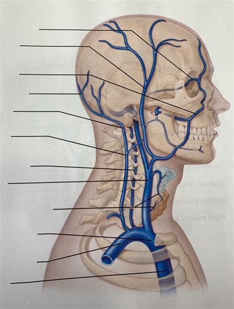 Head Neck Veins Diagram Quizlet