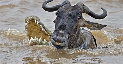 In pictures: Wildebeest and Zebra both fight off crocodile attack - Mirror Online