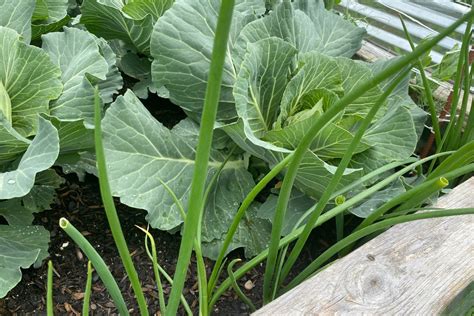 Best Cabbage Companion Plants in the Vegetable Garden