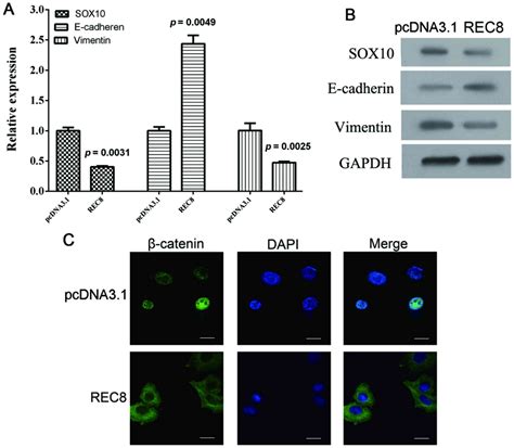 REC8 Inhibits EMT By Downregulating EGR1 In Gastric Cancer Cells