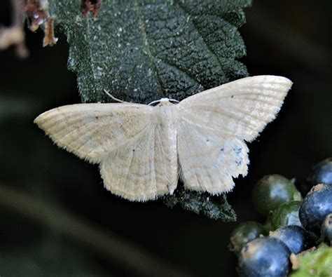 Idaea Consanguinaria Geometridae Butterflies Of Crete