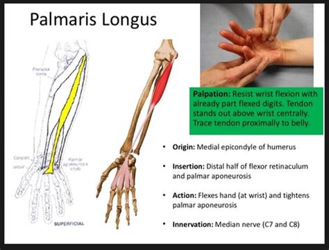 Muscles Of The Forearm Flashcards Quizlet