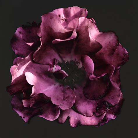 The Secret Life Of Plants on Behance