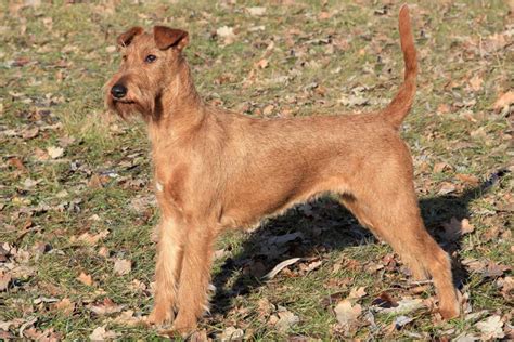 Are Irish Terriers Good Dogs