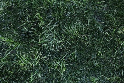 How To Plant Bermuda Grass Seed Citizenside