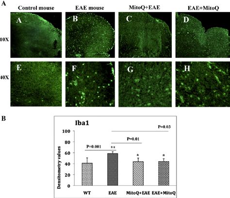 Quantitative Immunostaining Analysis Of Iba1 In The Spinal Cords Of