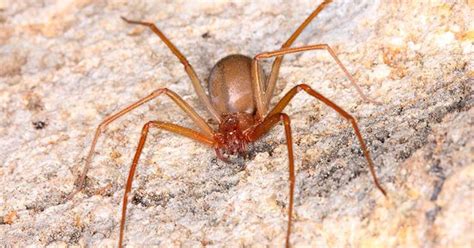 Aranhas Comum No Brasil - Você sabia? aranha comum no Brasil está entre as mais venenosas do ...