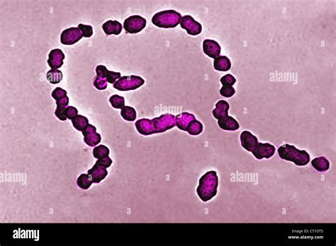 Streptococcus Pneumoniae Bacteria Fotograf As E Im Genes De Alta