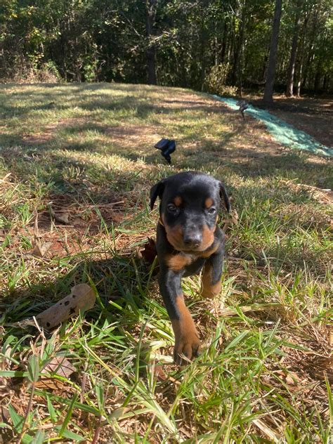 Doberman Pinscher Puppies For Sale - AKC PuppyFinder