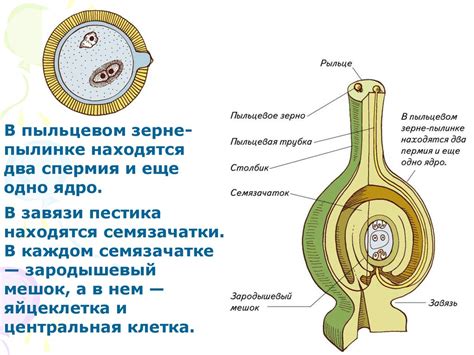 Половое размножение - презентация онлайн