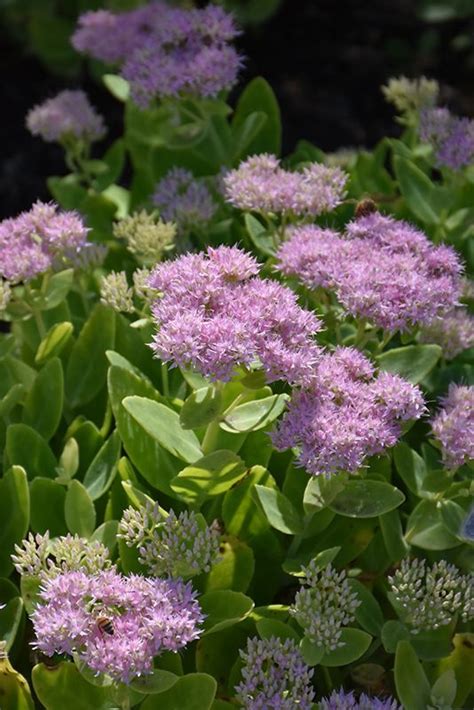 Crystal Pink Stonecrop Sedum Spectabile Crystal Pink At Homestead