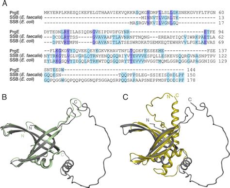 Prge An Ob Fold Protein From Plasmid Pcf With Striking Differences