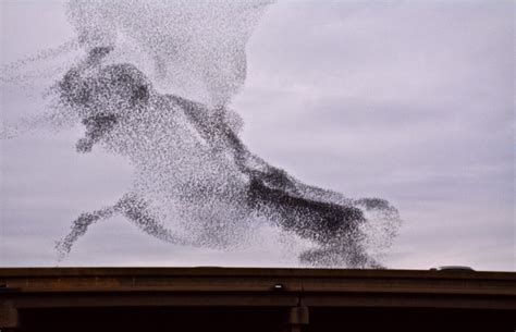 Murmuration Of Starling Birds Smithsonian Photo Contest Smithsonian