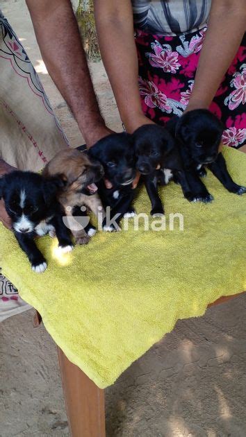 German Shepherd Crossed Puppies For Sale In Nittambuwa Ikman