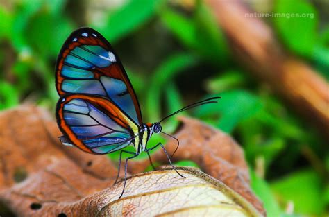 Glasswinged Butterflies Nature And Wildlife Image Collection