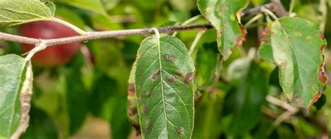 Tree And Shrub Insect And Disease Control Grand Junction Fruita And Palisade Co Mesa Turf Masters