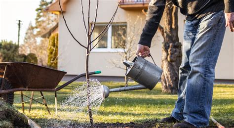 Plantes Faut Il Les Arroser En Hiver