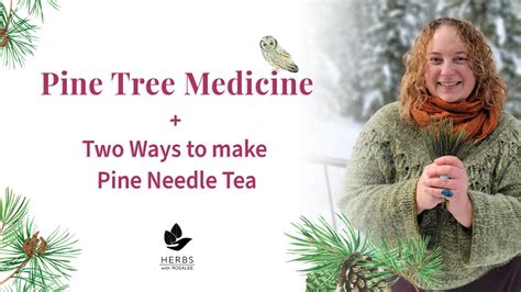 Ponderosa Pine Tree How To Make Pine Needle Tea Benefits And Side