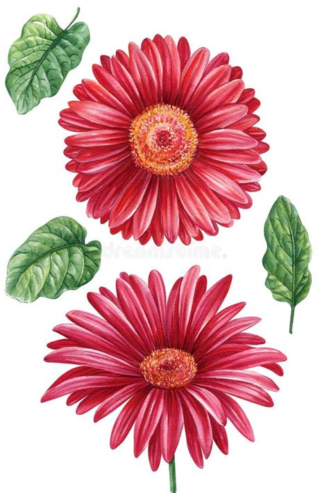 Watercolor Gerbera Daisies Stock Illustrations 136 Watercolor Gerbera Daisies Stock