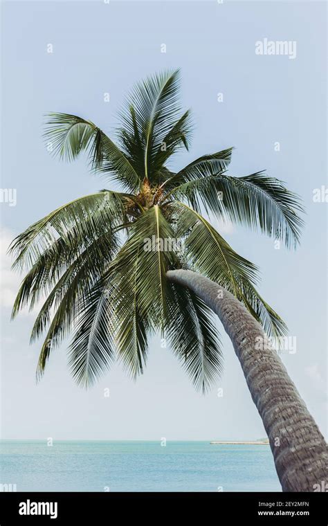 Single Coconut Palm Tree Bends Toward The Sea In Tropical Island Stock